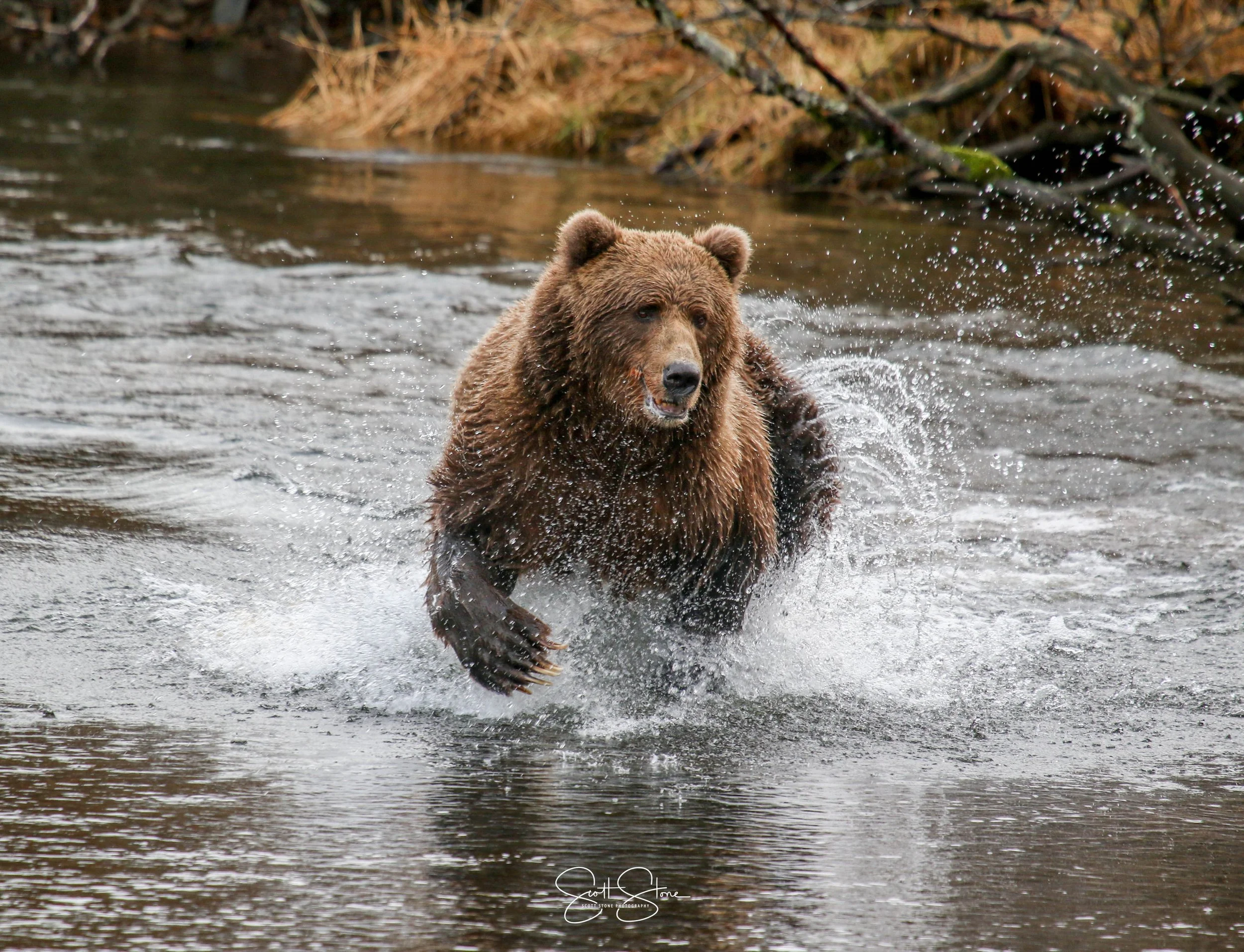 Kodiak Bear Bus | Experience Kodiak | Discover Kodiak - Book Your